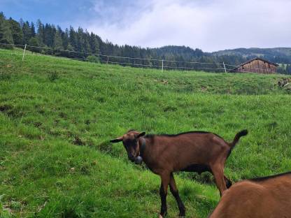 GGZ Ziegenbock