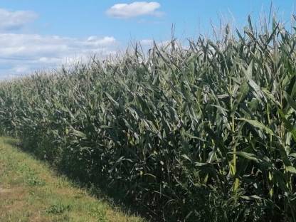 Verkaufe Silomais ab Feld
