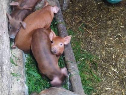 Bild 6:Duroc Iberico Berkshire Schwäbisch Ferkel