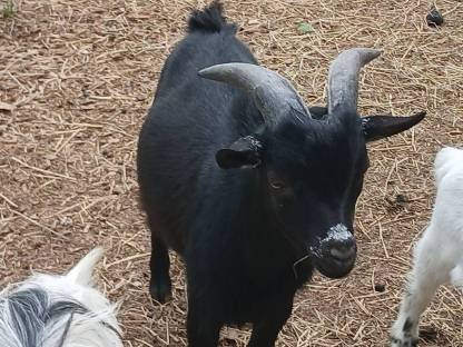 Bild 2:Zwergziegenbock