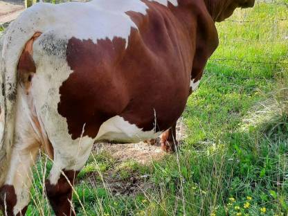 Bild 4:Pinzgauer Kuh