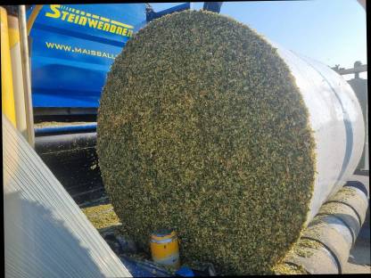 Bild 5:Neue Ernte 2025 - Häckselmais, CCM Musmais, Futterrüben