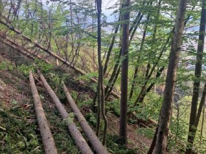 Bild 3:Holzschlägerung