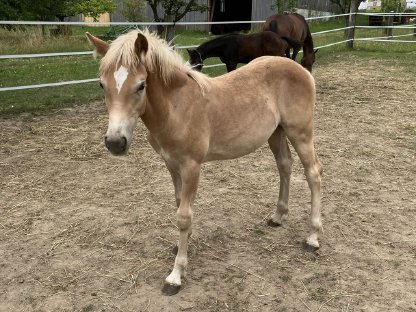 Haflinger Stutfohlen