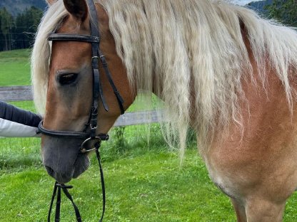 Bild 4:Trächtige, leistungsgeprüfte Haflingerstute zu verkaufen