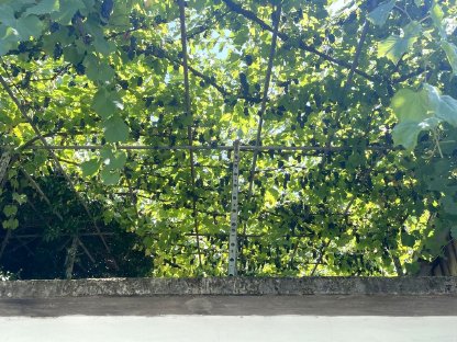 Bild 5:Naturbelassene Weintrauben zu verkaufen (Baco und Clinton)