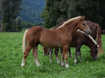 Bild 9:Zebedäus Schaunitz Fuchshengstfohlen Noriker zu verkaufen