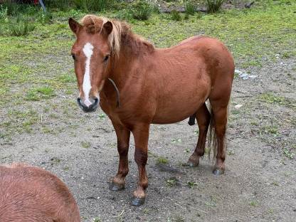 Ponyhengst