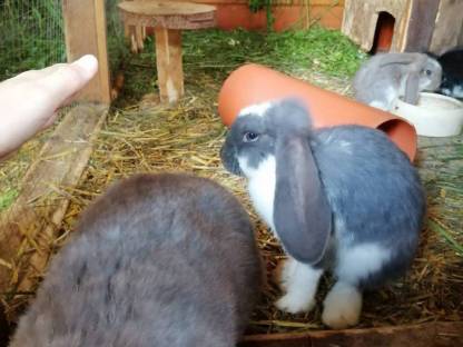 Bild 6:Kaninchen Deutsche Widder