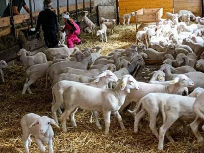 Bild 3:Lämmer, Altschafe