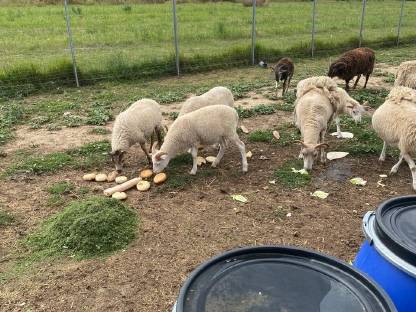 Bild 2:Soay Schafe männlich weiß 2 Stk.