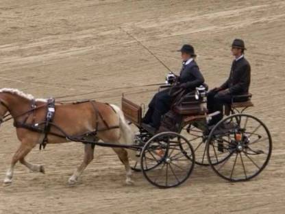 Bild 2:Dressurkutsche Spider Kutsche