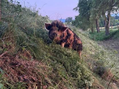 Bild 7:Kune Kune Ferkel Weideschweine