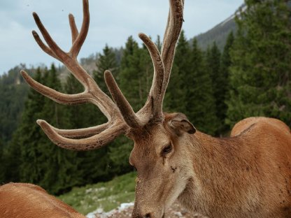 Bild 3:Kapitalrothirsch