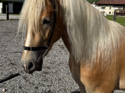 Bild 5:Tiroler Haflinger Hengst (2,5 j)