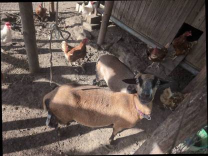 Bild 2:Kamerun-Schafe