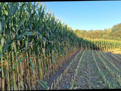 Bild 3:Silomaisballen