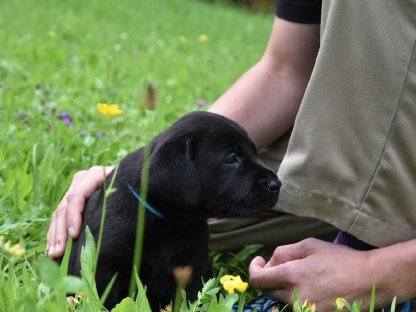 Bild 2:Labrador Welpe - Rüde