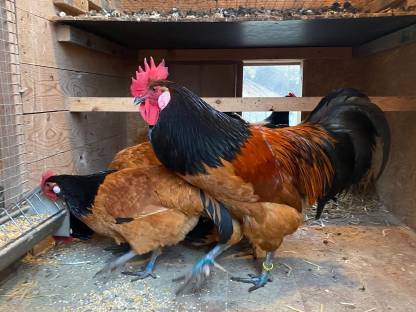 Bild 5:Vorwerk-Bruteier