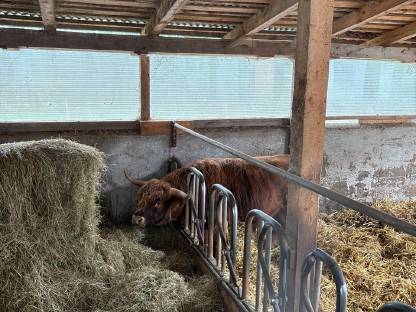 Bild 2:Hochlandrinder