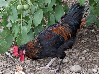 Bild 4:Verschiedene Hähne