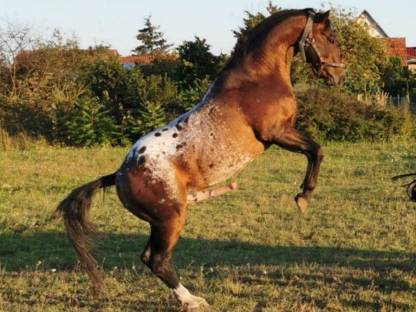Bild 5:Deckhengst Appaloosa LS Hollywood Dazz