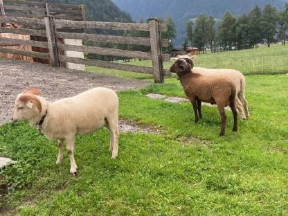 Bild 2:Quessant Zwergschaf Widder