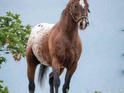 Bild 3:Deckhengst Appaloosa LS Hollywood Dazz