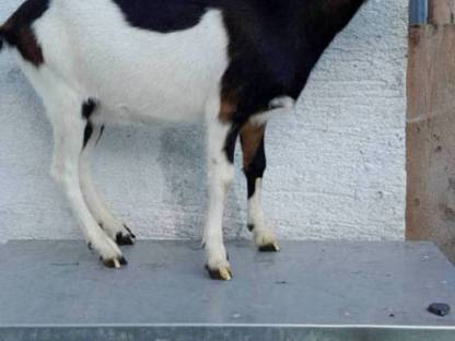 Bild 3:Tauernschecken Kitz HB