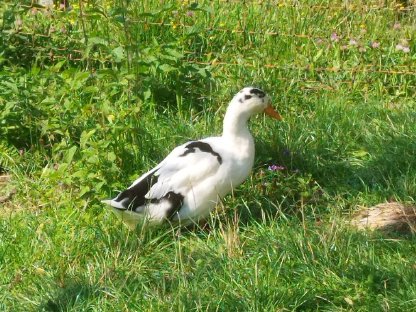 Pekingente