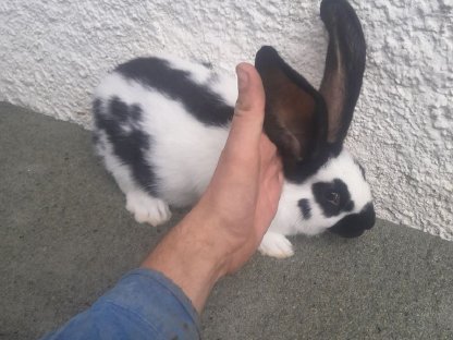 Bild 2:Verkaufe junge Deutsche Riesenschecken