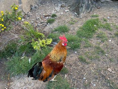 Bild 3:Zwerghuhnpaar zuchttauglich und blutsfremd