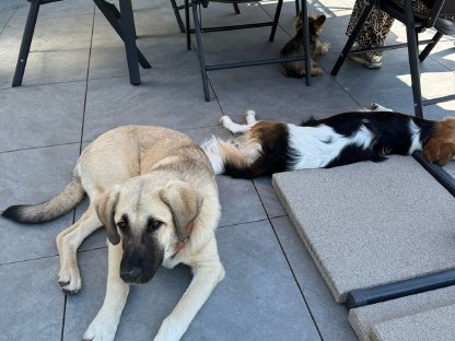 Bild 4:Cleo sucht ihre neue Familie – Ein Herz für Rassekenner!