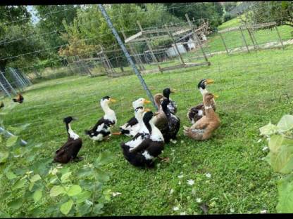 Laufenten, Moschusenten, Landenten, Orpington Enten