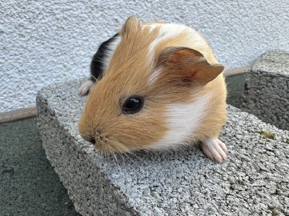 Kleiner Meerschweinchen-Bock