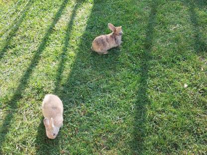 Bild 5:Zwergkaninchen