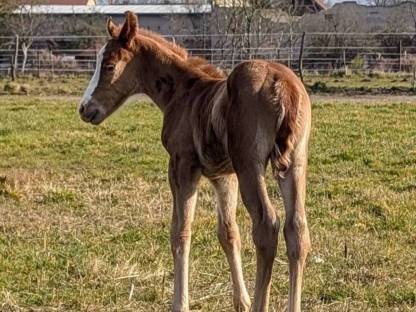 Bild 7:Robuste Fohlen für Freizeit