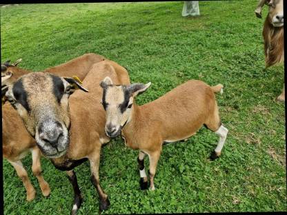 Bild 4:Kamerunwidder