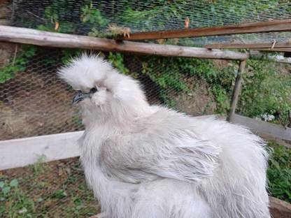 Bild 3:Zwergseidenhennen Seidenhennen