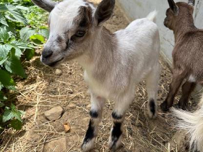 Bild 3:Zwergziegenbock