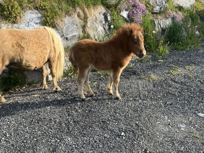 Bild 7:Minishetlandpony Fohlen zur Abgabe