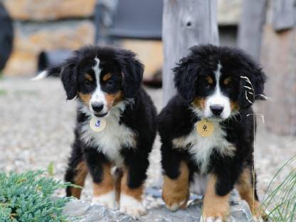 Bild 3:Berner Hündin (Swissy)