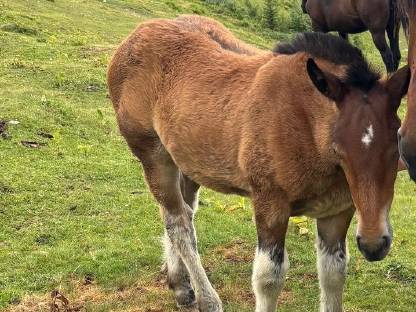 Bild 2:Noriker Hengstfohlen