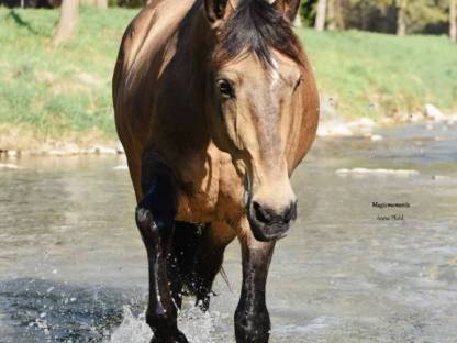 Bild 4:Lusitano Wallach