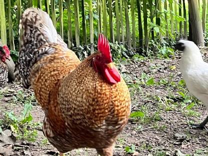 Bild 2:Wunderschöner Bielefelder Hahn an Lebensplatz abzugeben