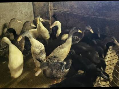 Bild 3:Junge Laufenten