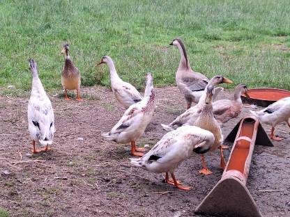 Bild 2:gänse , und laufenten