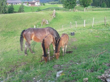 Bild 3:Perli und Paula