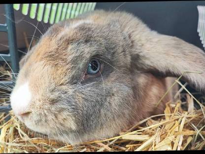 Bild 3:Deutscher Widder Rammler