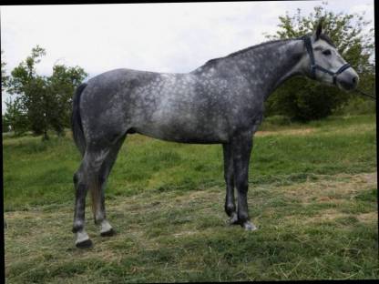 Bild 2:Ungarische Pferde